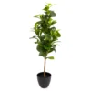 80cm Peperomia Artificial Plant In Black Ribbed Pot 1 80cm Peperomia Artificial Plant In Black Ribbed Pot -Greenie Shop 80cm peperomia artificial plant in black ribbed pot5010795687022 01c