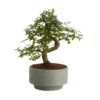 Bonsai In 15cm Grey Ceramic Decorative Pot 2 Bonsai In 15cm Grey Ceramic Decorative Pot -Greenie Shop bonsai in 15cm grey ceramic decorative pot3663602462811 02c bq