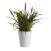 Bromeliad In 12cm White Ceramic Decorative Pot
