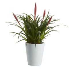 Greenie Shop 24 Bromeliad In 12cm White Ceramic Decorative Pot