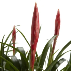 Bromeliad In 12cm White Ceramic Decorative Pot -Greenie Shop bromeliad in 12cm white ceramic decorative pot3663602463450 36c bq