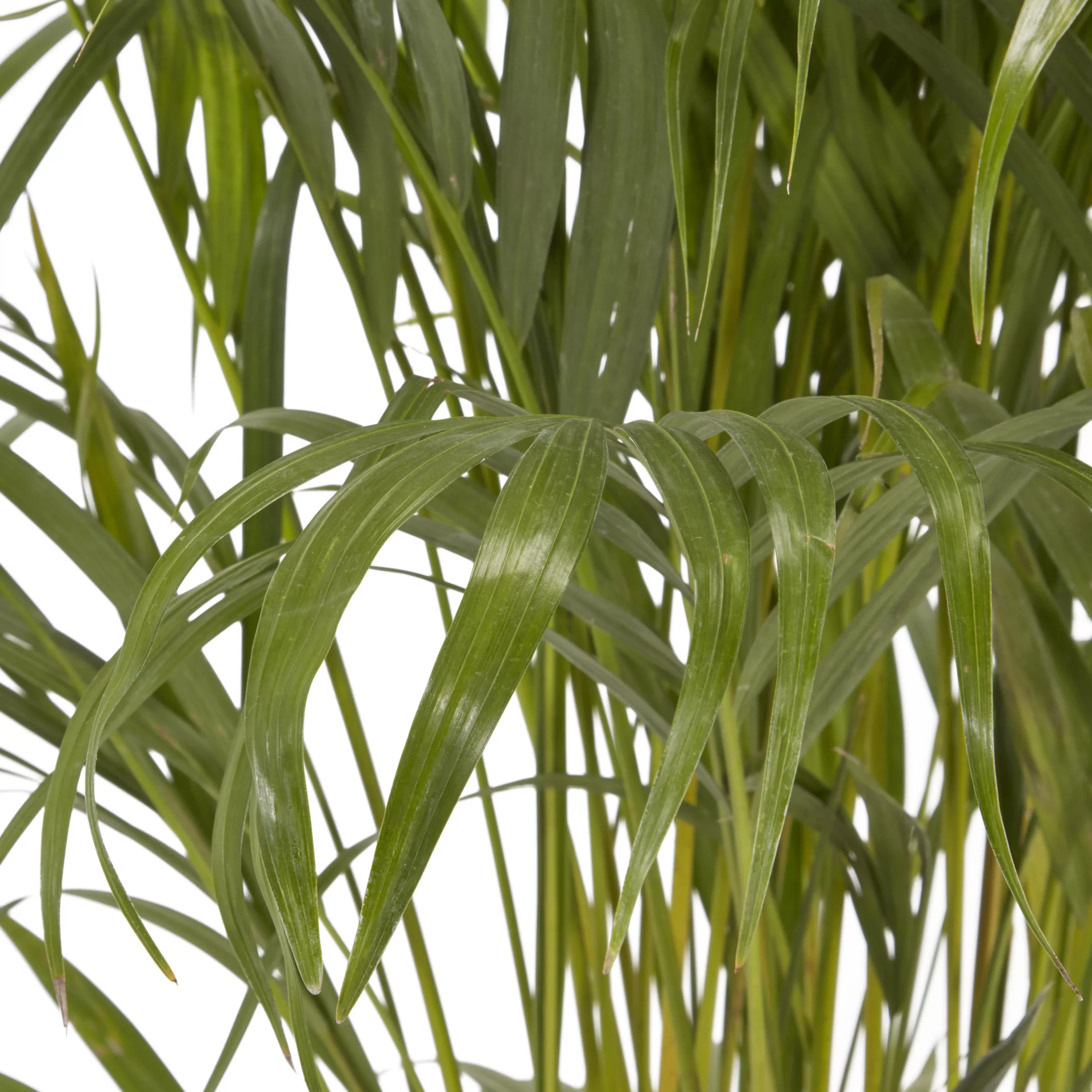 Butterfly Palm In 24cm Terracotta Plastic Grow Pot 4 Butterfly Palm In 24cm Terracotta Plastic Grow Pot - Image 2