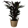 Calathea Wavestar In 19cm Natural Cattail & Plastic Decorative Pot 1 Calathea Wavestar In 19cm Natural Cattail & Plastic Decorative Pot -Greenie Shop calathea wavestar in 19cm natural cattail plastic decorative pot5059340126913 02c