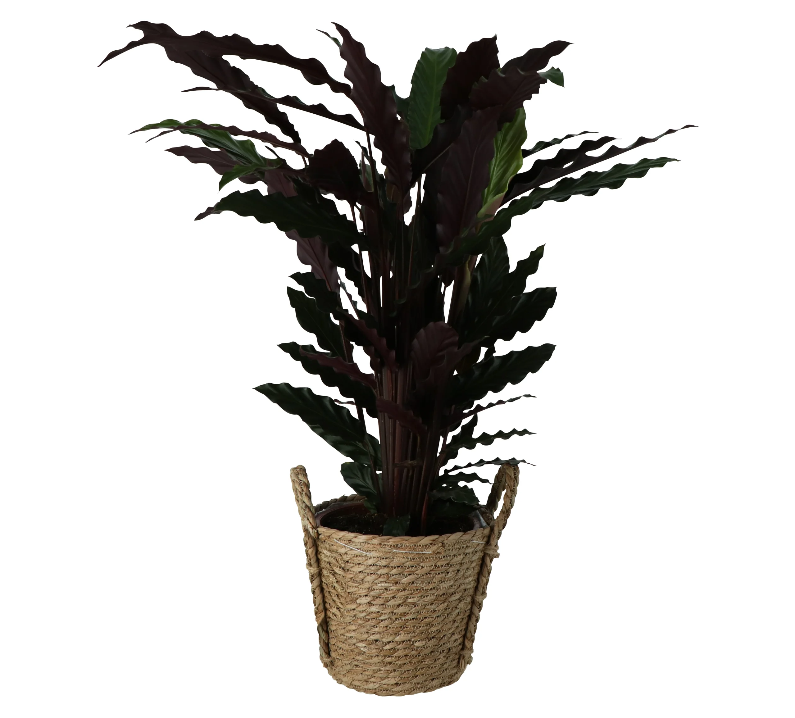 Calathea Wavestar In 19cm Natural Cattail & Plastic Decorative Pot 3 Calathea Wavestar In 19cm Natural Cattail & Plastic Decorative Pot