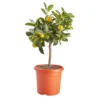 Citrus In 14cm Orange Plastic Grow Pot -Greenie Shop citrus in 14cm orange plastic grow pot3663602462729 02c bq