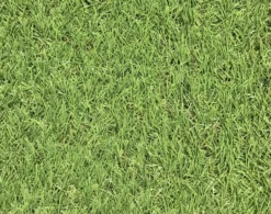 Dennis Artificial Grass 8m² (T)22mm -Greenie Shop dennis artificial grass 8m t 22mm3663602425175 36c