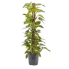 Devil's Ivy In 24cm Black Plastic Grow Pot 1 Devil's Ivy In 24cm Black Plastic Grow Pot -Greenie Shop devil s ivy in 24cm black plastic grow pot3663602462484 02c bq