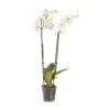 Double Stem Moth Orchid In 12cm Clear Plastic Grow Pot 1 Double Stem Moth Orchid In 12cm Clear Plastic Grow Pot -Greenie Shop double stem moth orchid in 12cm clear plastic grow pot3663602462873 02c bq