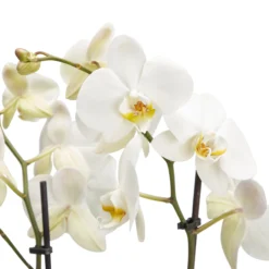 Double Stem Moth Orchid In 12cm Clear Plastic Grow Pot -Greenie Shop double stem moth orchid in 12cm clear plastic grow pot3663602462873 36c bq