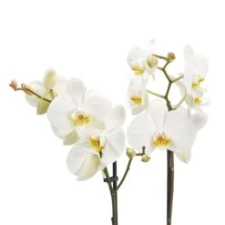 Double Stem Moth Orchid In 12cm Clear Plastic Grow Pot -Greenie Shop double stem moth orchid in 12cm clear plastic grow pot3663602462873 37c bq