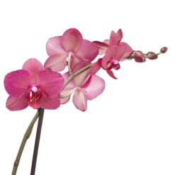 Double Stem Moth Orchid In 12cm Clear Plastic Grow Pot -Greenie Shop double stem moth orchid in 12cm clear plastic grow pot3663602462873 38c bq