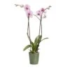 Double Stem Orchid In 12cm Assorted Ceramic Decorative Pot -Greenie Shop double stem orchid in 12cm assorted ceramic decorative pot3663602462934 02c bq