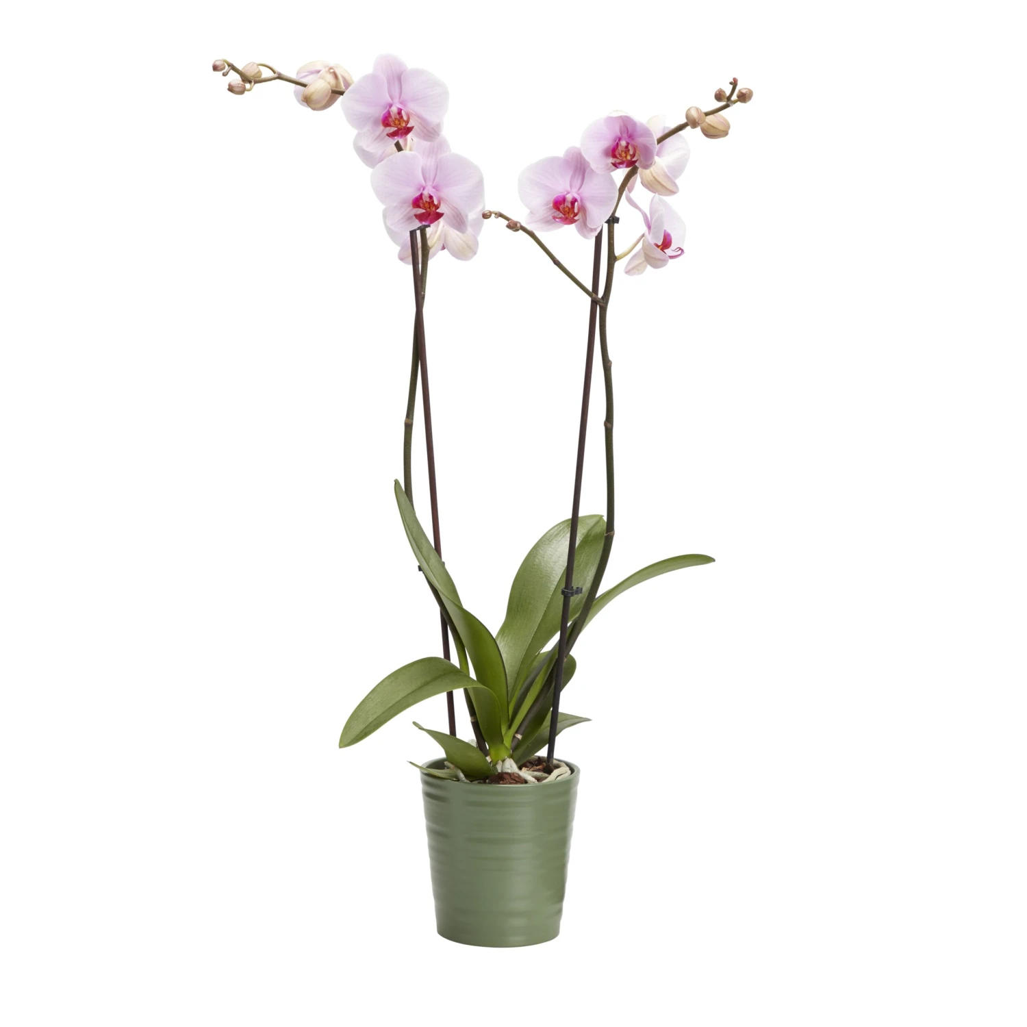 Double Stem Orchid In 12cm Assorted Ceramic Decorative Pot 3 Double Stem Orchid In 12cm Assorted Ceramic Decorative Pot