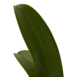 Double Stem Orchid In 12cm Assorted Ceramic Decorative Pot 17 Double Stem Orchid In 12cm Assorted Ceramic Decorative Pot -Greenie Shop double stem orchid in 12cm assorted ceramic decorative pot3663602462934 21c