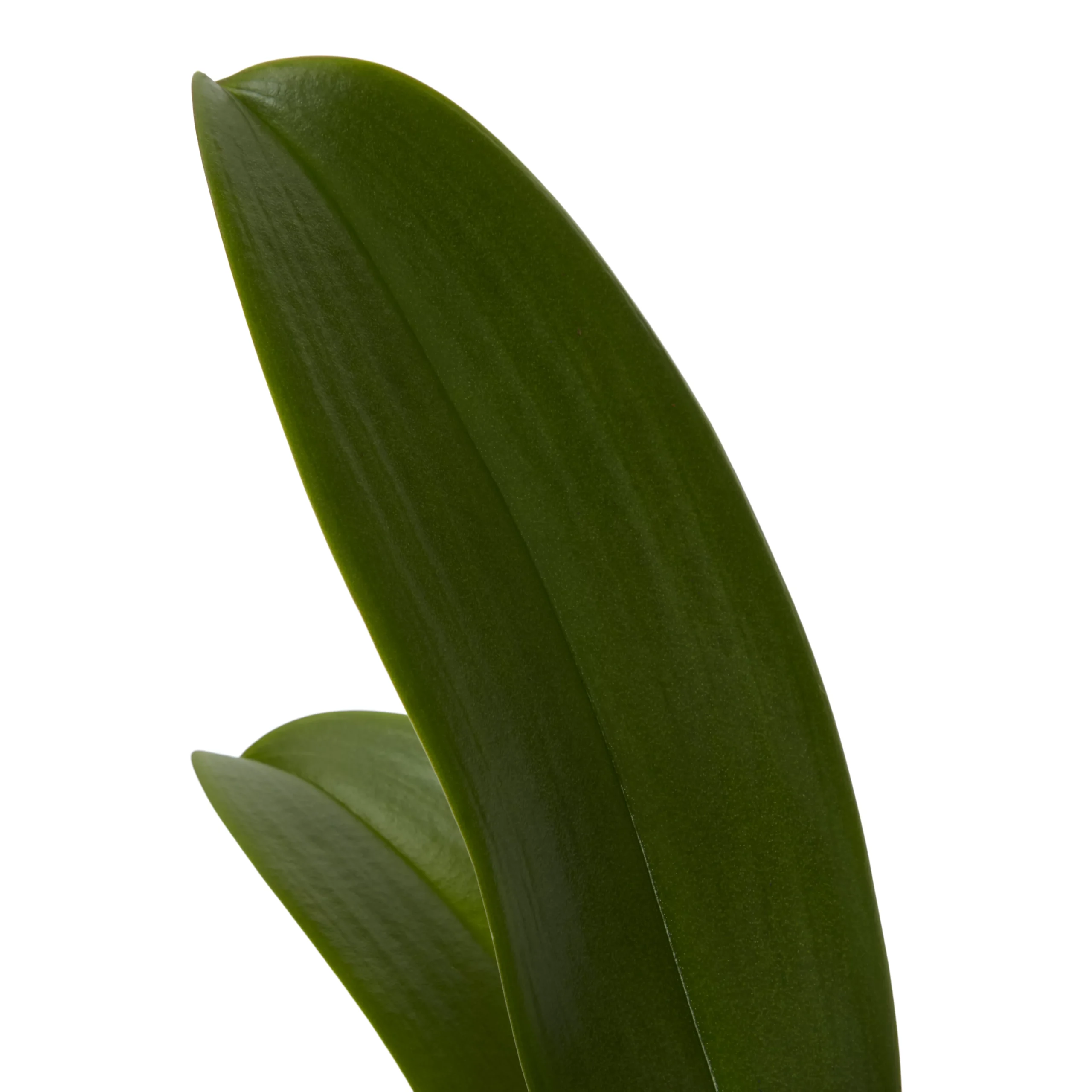 Double Stem Orchid In 12cm Assorted Ceramic Decorative Pot 5 Double Stem Orchid In 12cm Assorted Ceramic Decorative Pot - Image 3