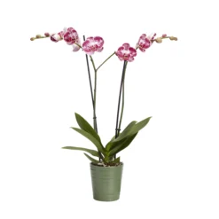 Double Stem Orchid In 12cm Assorted Ceramic Decorative Pot 16 Double Stem Orchid In 12cm Assorted Ceramic Decorative Pot -Greenie Shop double stem orchid in 12cm assorted ceramic decorative pot3663602462934 21c bq