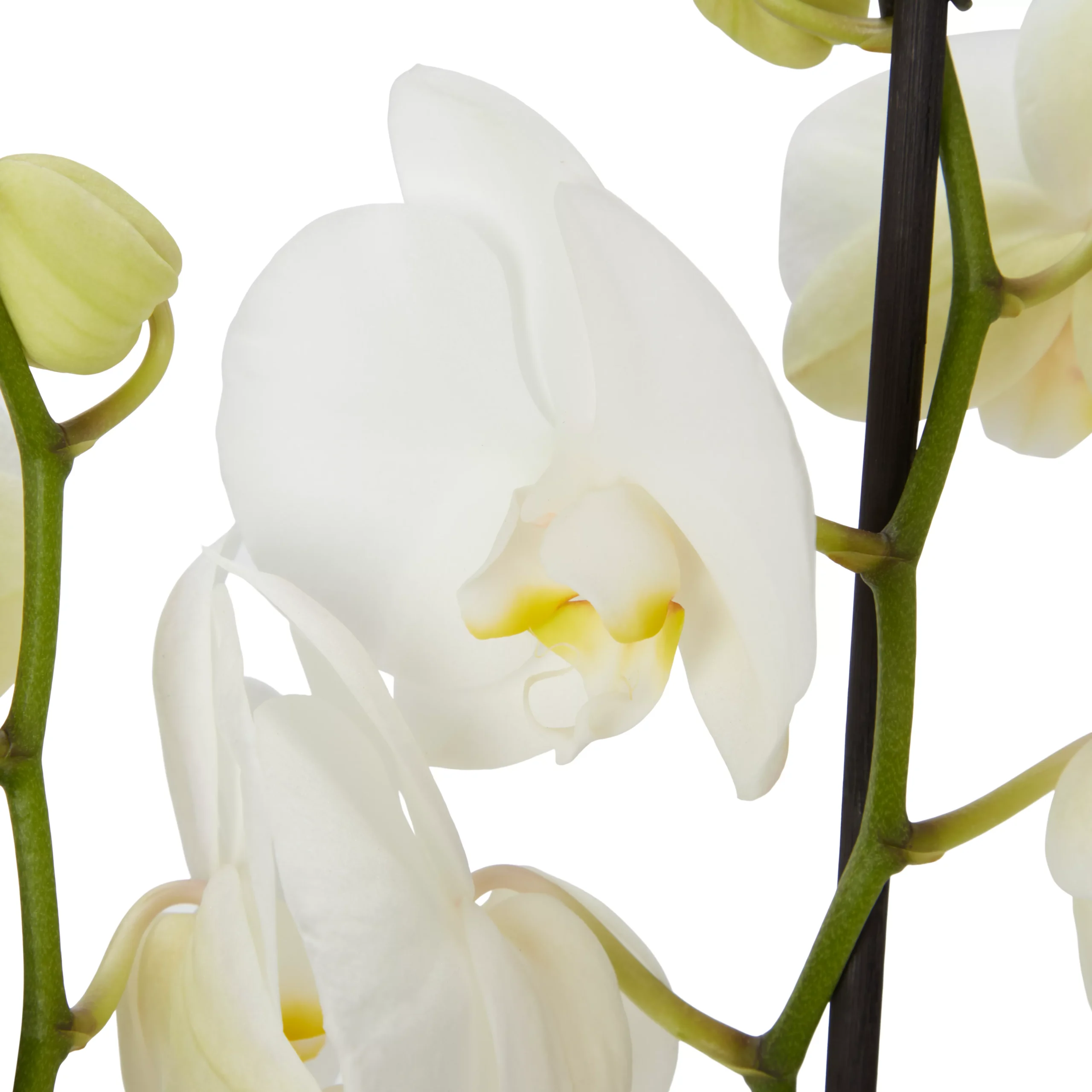 Double Stem Orchid In 12cm Assorted Ceramic Decorative Pot 8 Double Stem Orchid In 12cm Assorted Ceramic Decorative Pot - Image 6