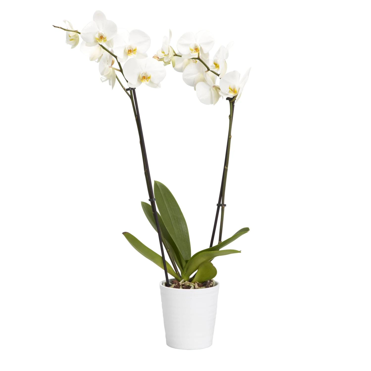 Double Stem Orchid In 12cm Assorted Ceramic Decorative Pot 6 Double Stem Orchid In 12cm Assorted Ceramic Decorative Pot - Image 4