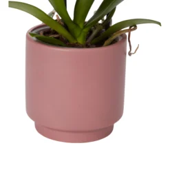 Double Stem Orchid In 12cm Assorted Ceramic Decorative Pot 23 Double Stem Orchid In 12cm Assorted Ceramic Decorative Pot -Greenie Shop double stem orchid in 12cm assorted ceramic decorative pot3663602462934 23c
