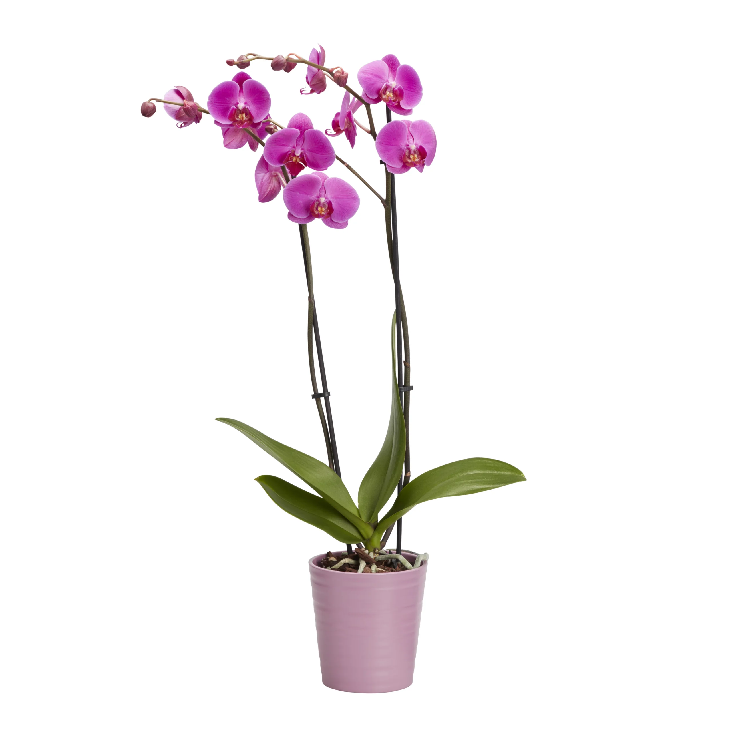Double Stem Orchid In 12cm Assorted Ceramic Decorative Pot 7 Double Stem Orchid In 12cm Assorted Ceramic Decorative Pot - Image 5
