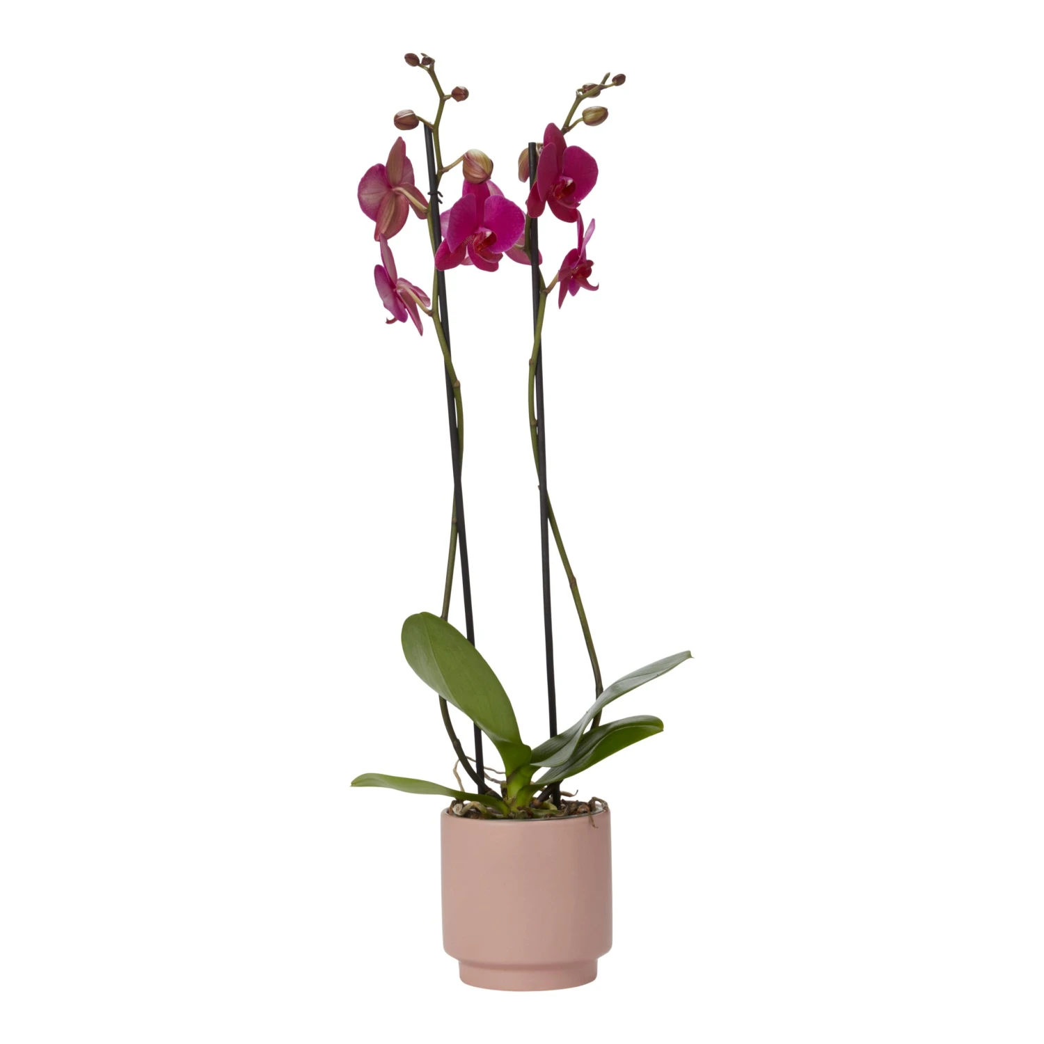 Double Stem Orchid In 12cm Assorted Ceramic Decorative Pot 13 Double Stem Orchid In 12cm Assorted Ceramic Decorative Pot - Image 11