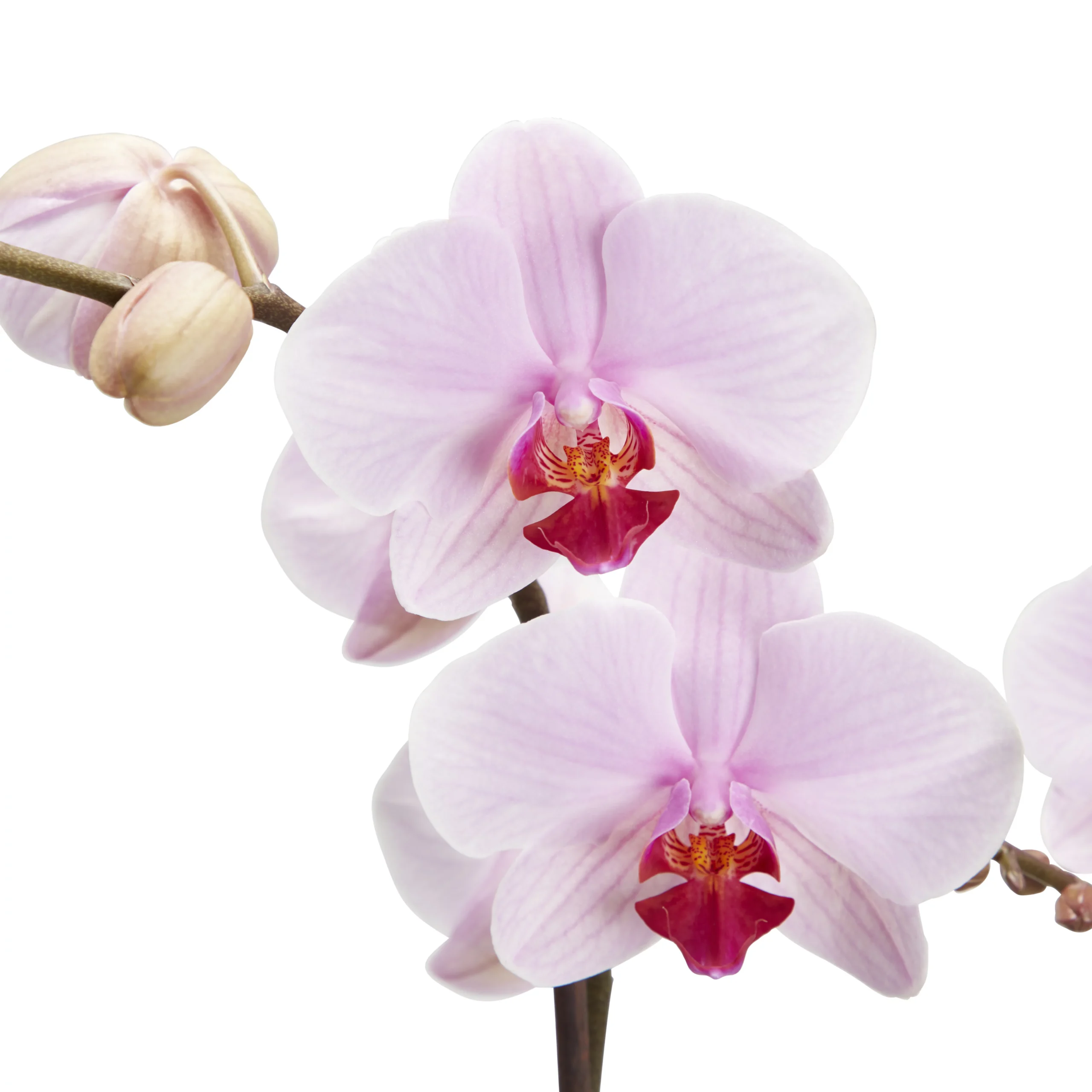 Double Stem Orchid In 12cm Assorted Ceramic Decorative Pot 9 Double Stem Orchid In 12cm Assorted Ceramic Decorative Pot - Image 7