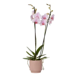 Double Stem Orchid In 12cm Assorted Ceramic Decorative Pot 26 Double Stem Orchid In 12cm Assorted Ceramic Decorative Pot -Greenie Shop double stem orchid in 12cm assorted ceramic decorative pot3663602462934 37c