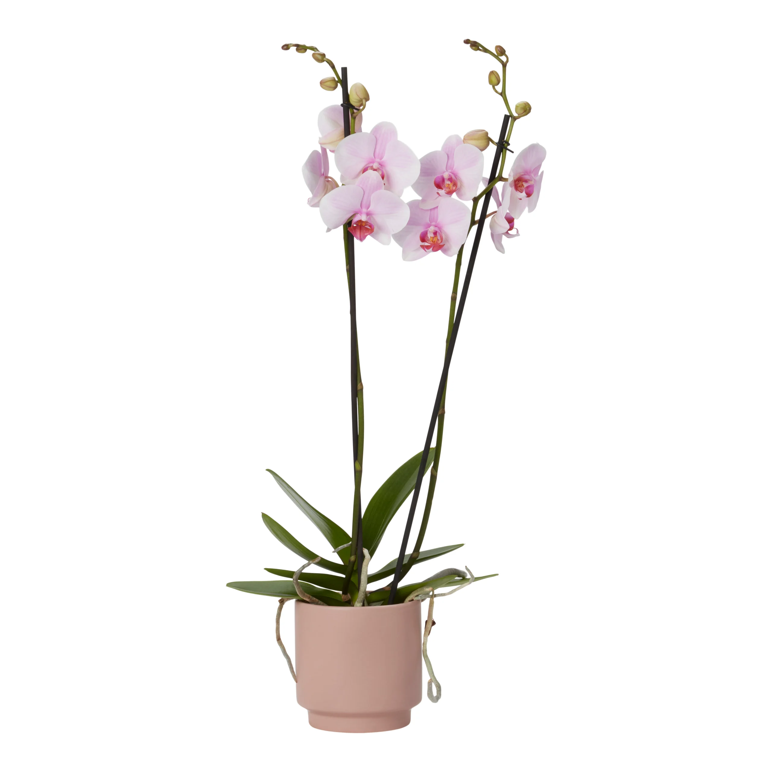 Double Stem Orchid In 12cm Assorted Ceramic Decorative Pot 14 Double Stem Orchid In 12cm Assorted Ceramic Decorative Pot - Image 12