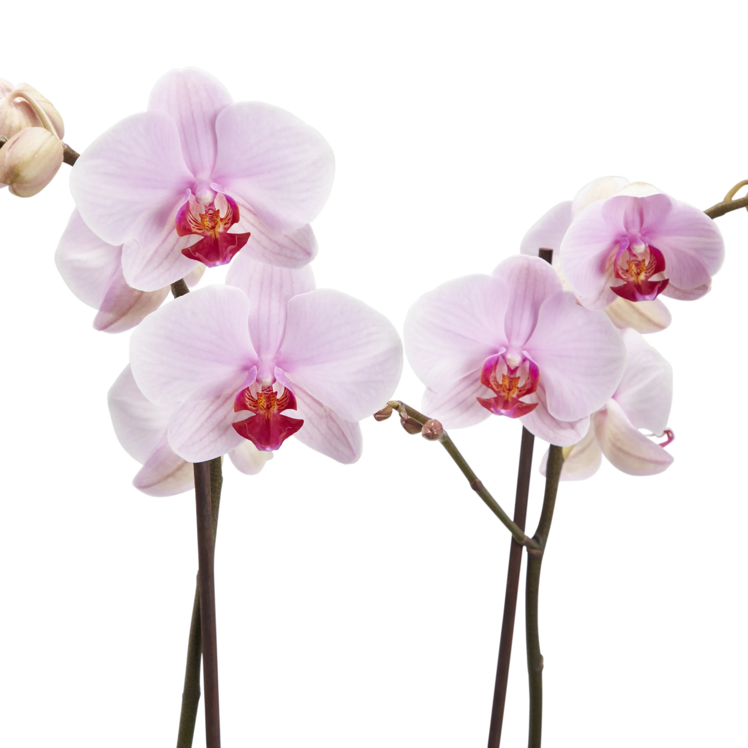 Double Stem Orchid In 12cm Assorted Ceramic Decorative Pot 10 Double Stem Orchid In 12cm Assorted Ceramic Decorative Pot - Image 8