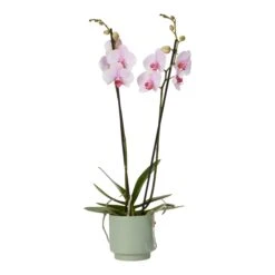 Double Stem Orchid In 12cm Assorted Ceramic Decorative Pot 27 Double Stem Orchid In 12cm Assorted Ceramic Decorative Pot -Greenie Shop double stem orchid in 12cm assorted ceramic decorative pot3663602462934 38c