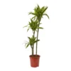 Dracaena Tree In 24cm Terracotta Plastic Grow Pot 1 Dracaena Tree In 24cm Terracotta Plastic Grow Pot -Greenie Shop dracaena tree in 24cm terracotta plastic grow pot5059340127040 02c