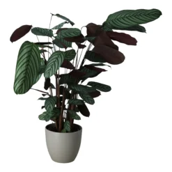 Greenie Shop -Greenie Shop dragon tree in 24cm assorted ceramic decorative pot5059340827858 21c