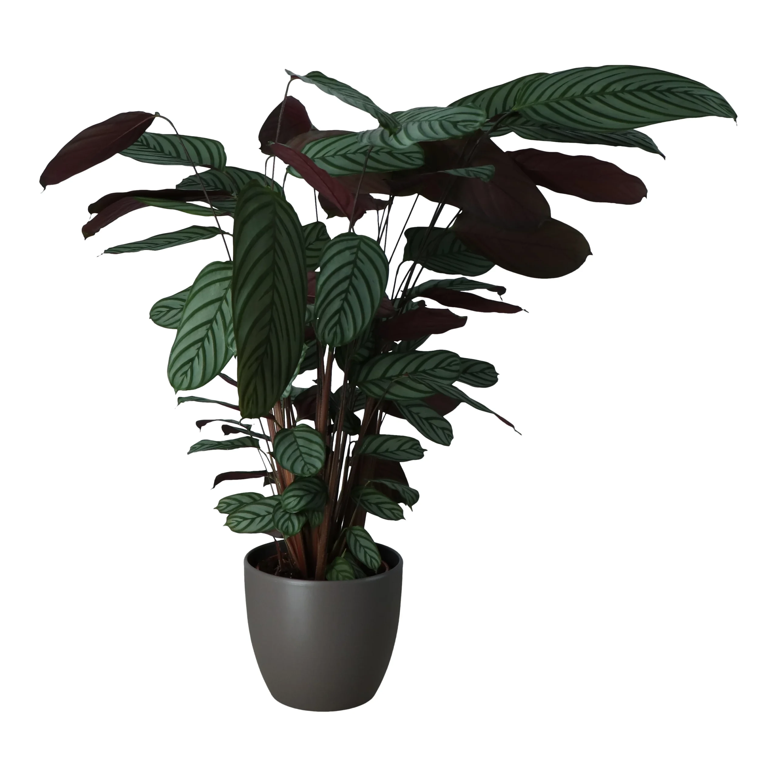 Dragon Tree In 24cm Assorted Ceramic Decorative Pot 5 Dragon Tree In 24cm Assorted Ceramic Decorative Pot - Image 3