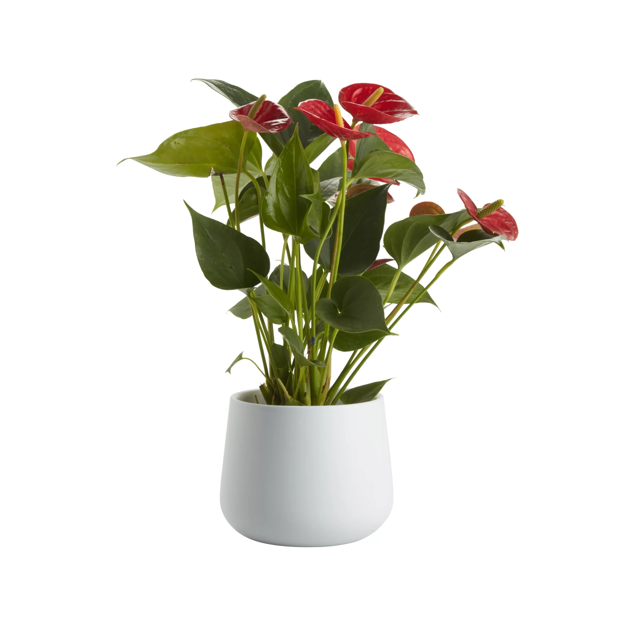 Flamingo Flower In 12cm White Ceramic Decorative Pot 3 Flamingo Flower In 12cm White Ceramic Decorative Pot