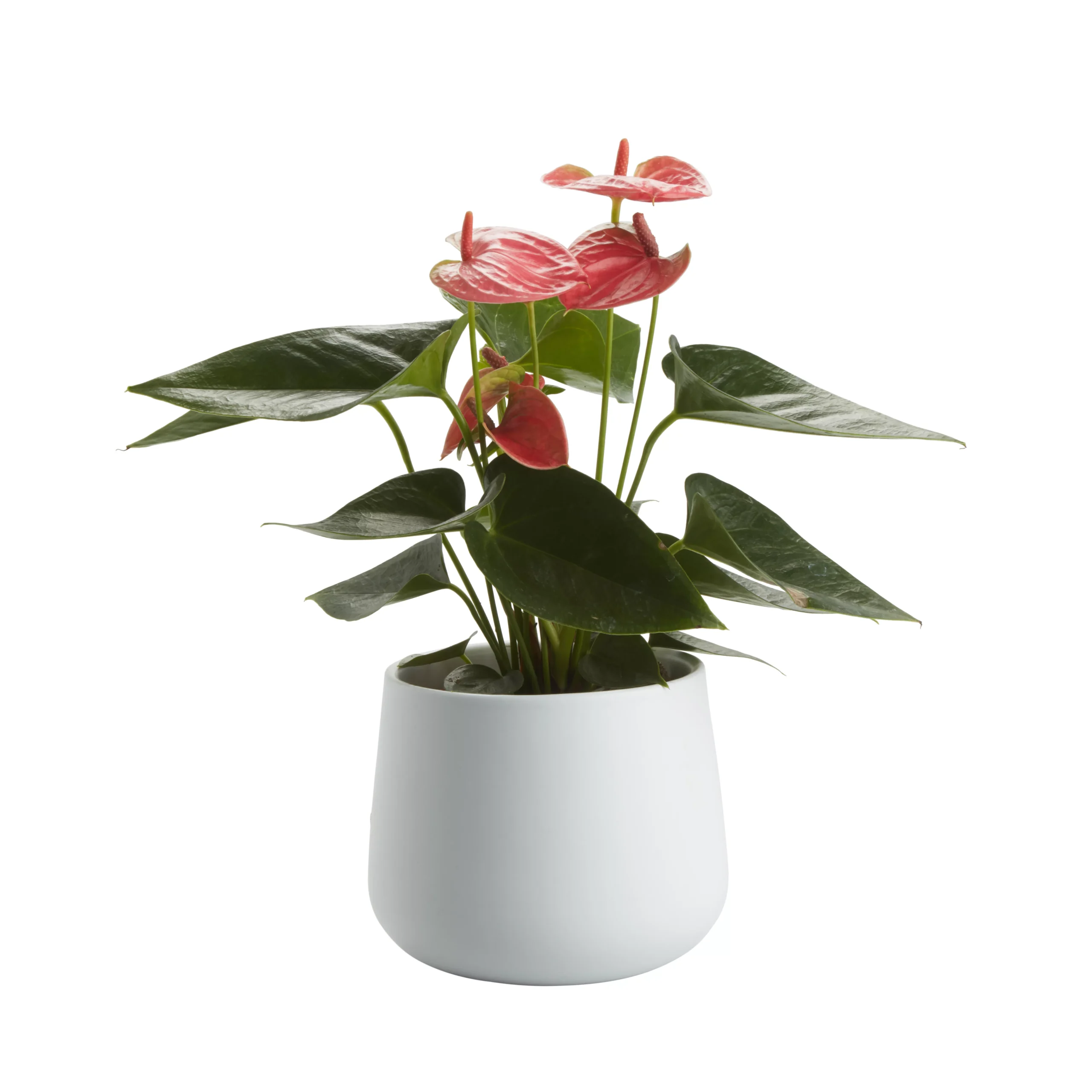 Flamingo Flower In 12cm White Ceramic Decorative Pot 4 Flamingo Flower In 12cm White Ceramic Decorative Pot - Image 2