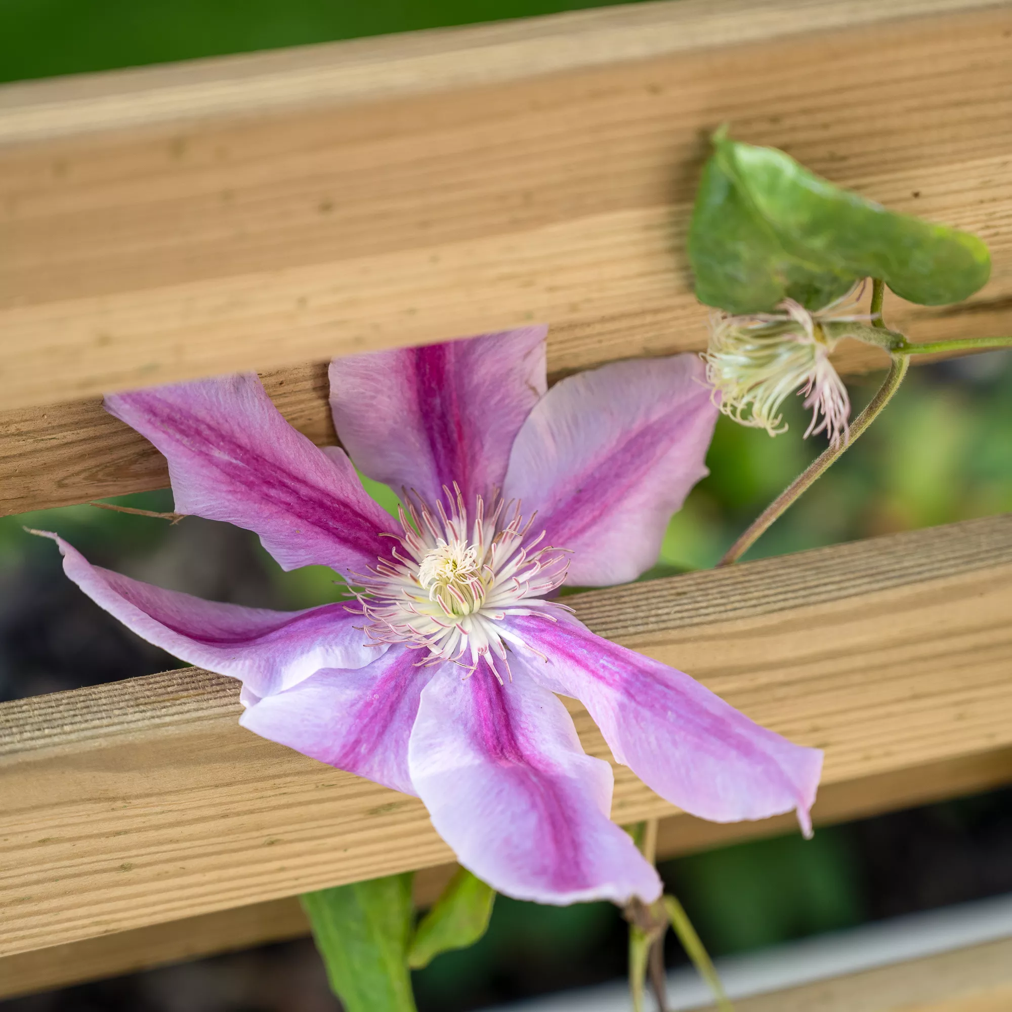 Forest Garden Living Screen Natural Timber Rectangular Planter (H) 180cm X (W) 90cm 5 Forest Garden Living Screen Natural Timber Rectangular Planter (H) 180cm X (W) 90cm - Image 3