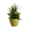 Houseplant Arrangement In 17cm Assorted Ceramic Pot -Greenie Shop houseplant arrangement in 17cm assorted ceramic pot3663602497318 02c bq