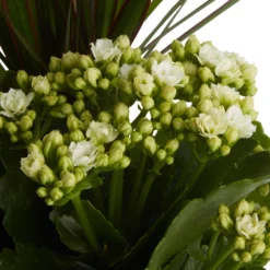 Houseplant Arrangement In 17cm Assorted Ceramic Pot -Greenie Shop houseplant arrangement in 17cm assorted ceramic pot3663602497318 36c bq