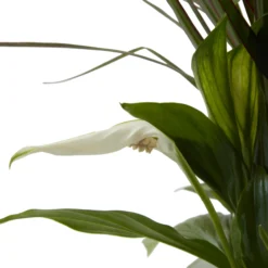 Houseplant Arrangement In 17cm Assorted Ceramic Pot -Greenie Shop houseplant arrangement in 17cm assorted ceramic pot3663602497318 39c bq