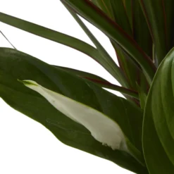 Houseplant Arrangement In 17cm Assorted Ceramic Pot -Greenie Shop houseplant arrangement in 17cm assorted ceramic pot3663602497318 41c bq