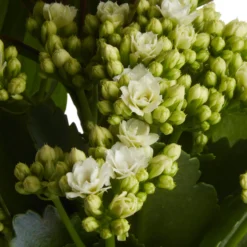 Houseplant Arrangement In 17cm Assorted Ceramic Pot -Greenie Shop houseplant arrangement in 17cm assorted ceramic pot3663602497318 42c bq