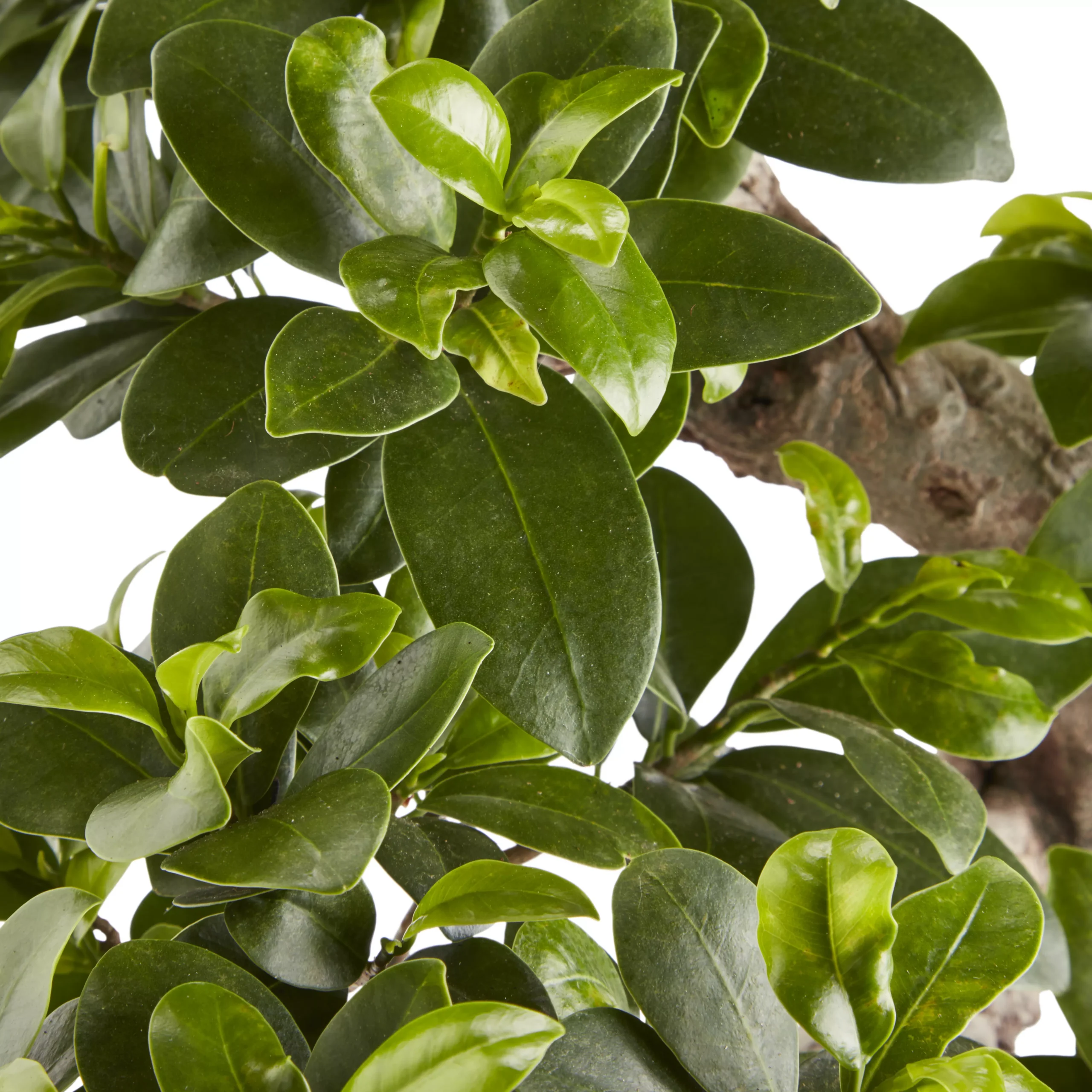 In 20cm Terracotta Plastic Pot 4 In 20cm Terracotta Plastic Pot - Image 2