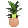 Indoor Plants Fig Terracotta Ceramic Decorative Pot -Greenie Shop indoor plants fig terracotta ceramic decorative pot5059340224336 02c