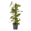 Ivy In 19cm Black Plastic Grow Pot -Greenie Shop ivy in 19cm black plastic grow pot3663602462491 02c bq