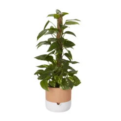 Ivy In 19cm Black Plastic Grow Pot 7 Ivy In 19cm Black Plastic Grow Pot -Greenie Shop ivy in 19cm black plastic grow pot3663602462491 22c