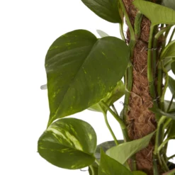 Ivy In 19cm Black Plastic Grow Pot 6 Ivy In 19cm Black Plastic Grow Pot -Greenie Shop ivy in 19cm black plastic grow pot3663602462491 36c bq