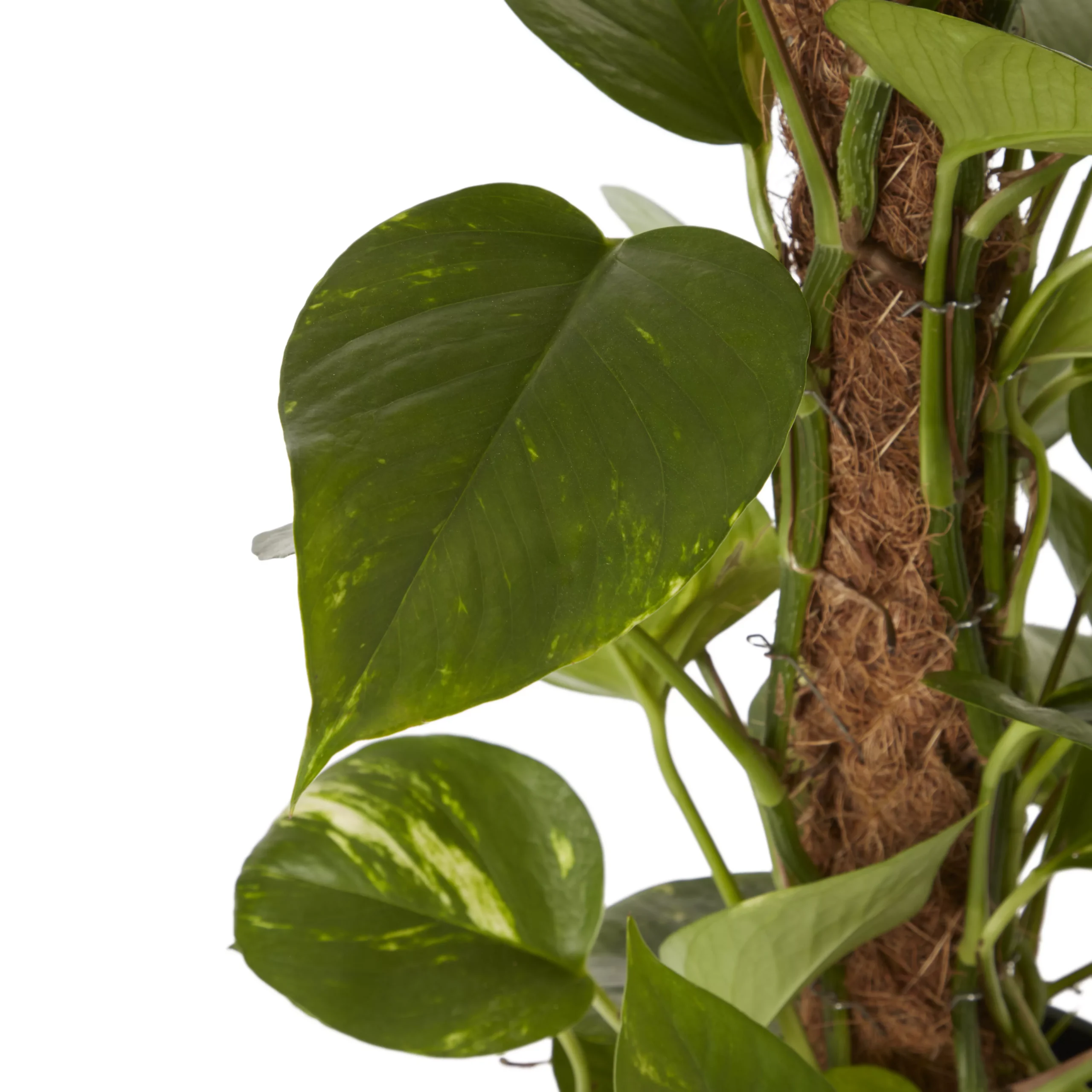 Ivy In 19cm Black Plastic Grow Pot 4 Ivy In 19cm Black Plastic Grow Pot - Image 2