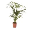 Kentia Palm In 19cm Terracotta Plastic Grow Pot -Greenie Shop kentia palm in 19cm terracotta plastic grow pot3663602462385 02c bq