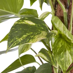 Kentia Palm In 19cm Terracotta Plastic Grow Pot 7 Kentia Palm In 19cm Terracotta Plastic Grow Pot -Greenie Shop kentia palm in 19cm terracotta plastic grow pot3663602462484 36c