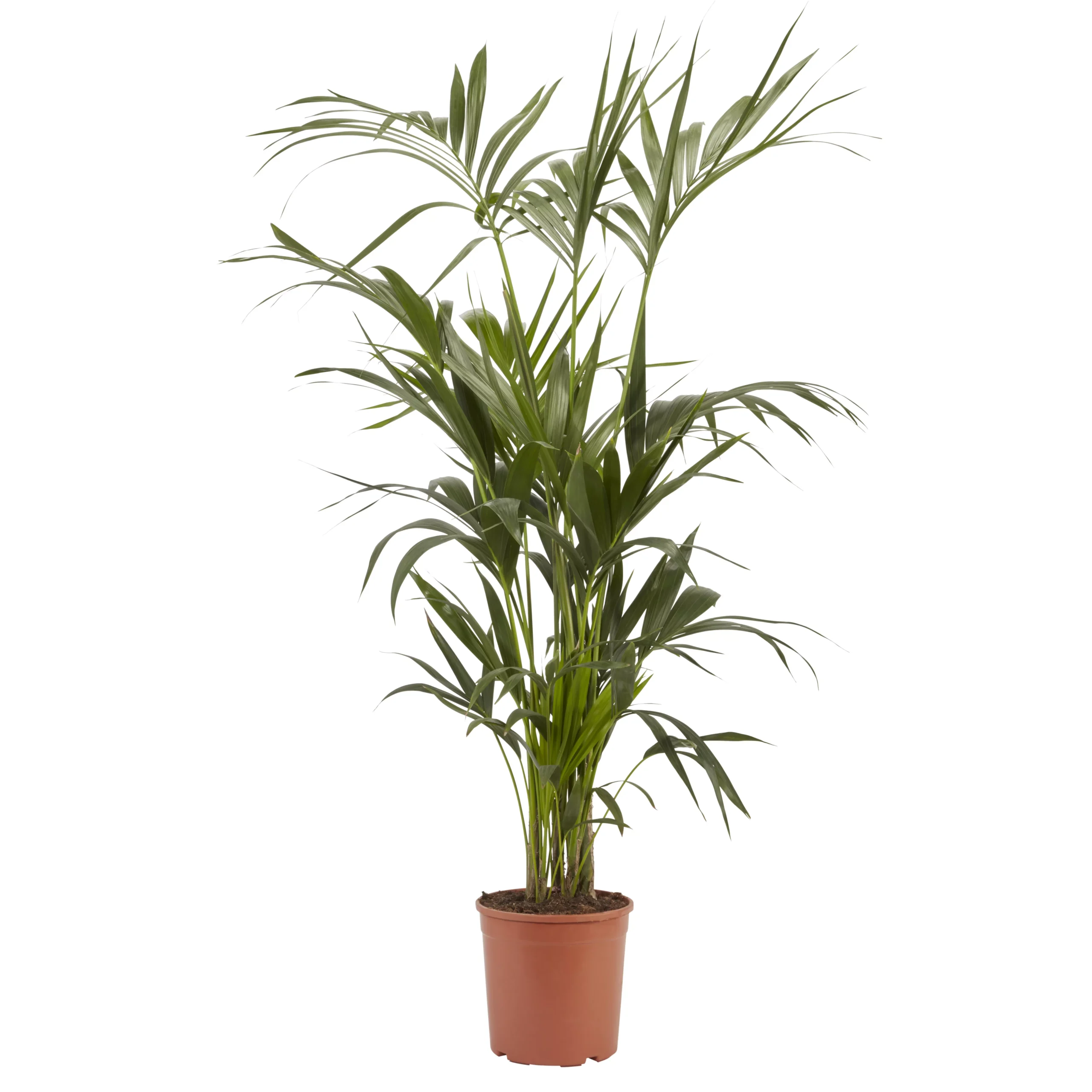 Kentia Palm In 24cm Terracotta Plastic Grow Pot 3 Kentia Palm In 24cm Terracotta Plastic Grow Pot